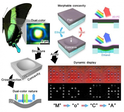 (MoCA): a pixelated colour-changing soft system that mimics the colour-changing structure of butterfly wing.
 